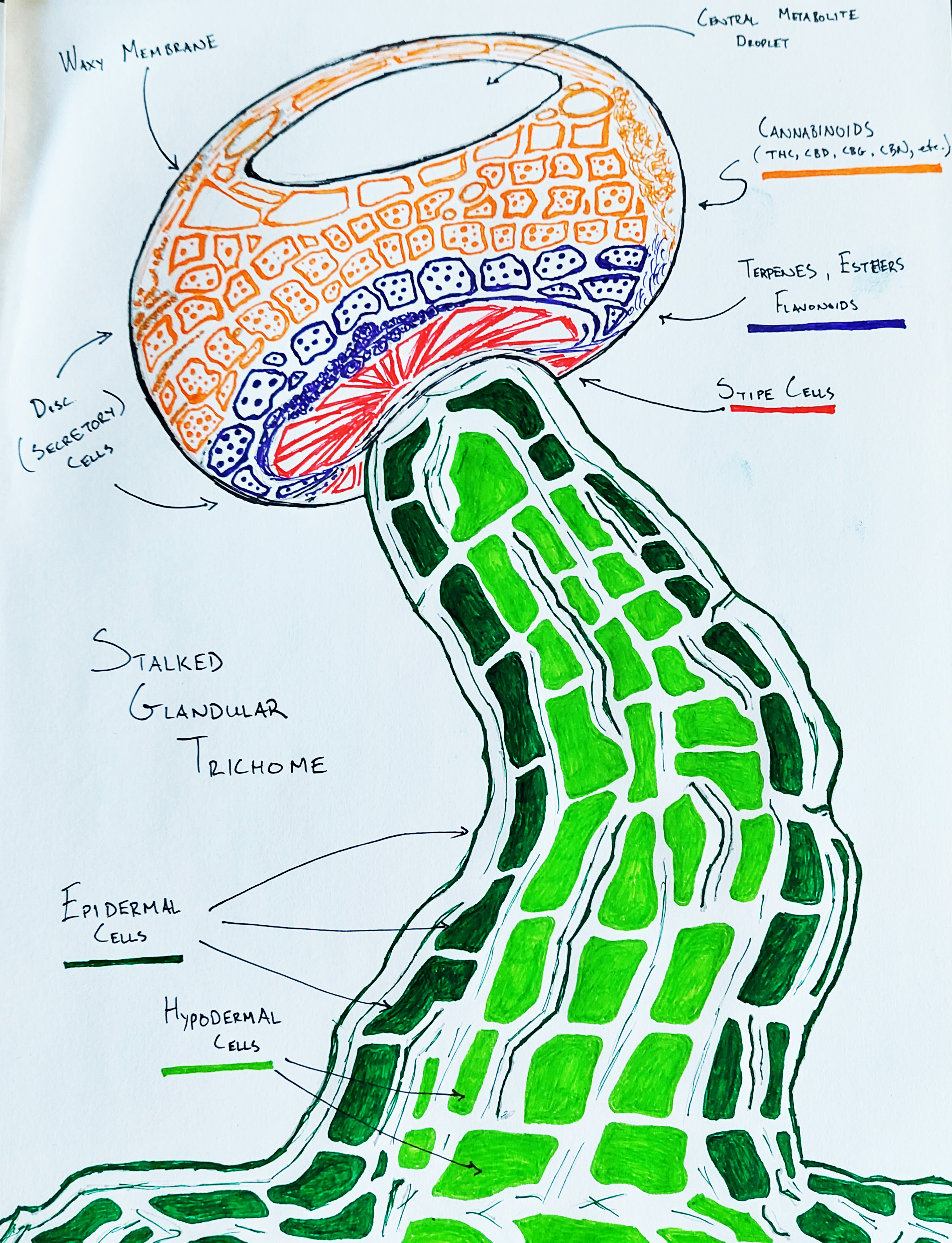 Trichome Diagram Cannabis Metabolites Drawing