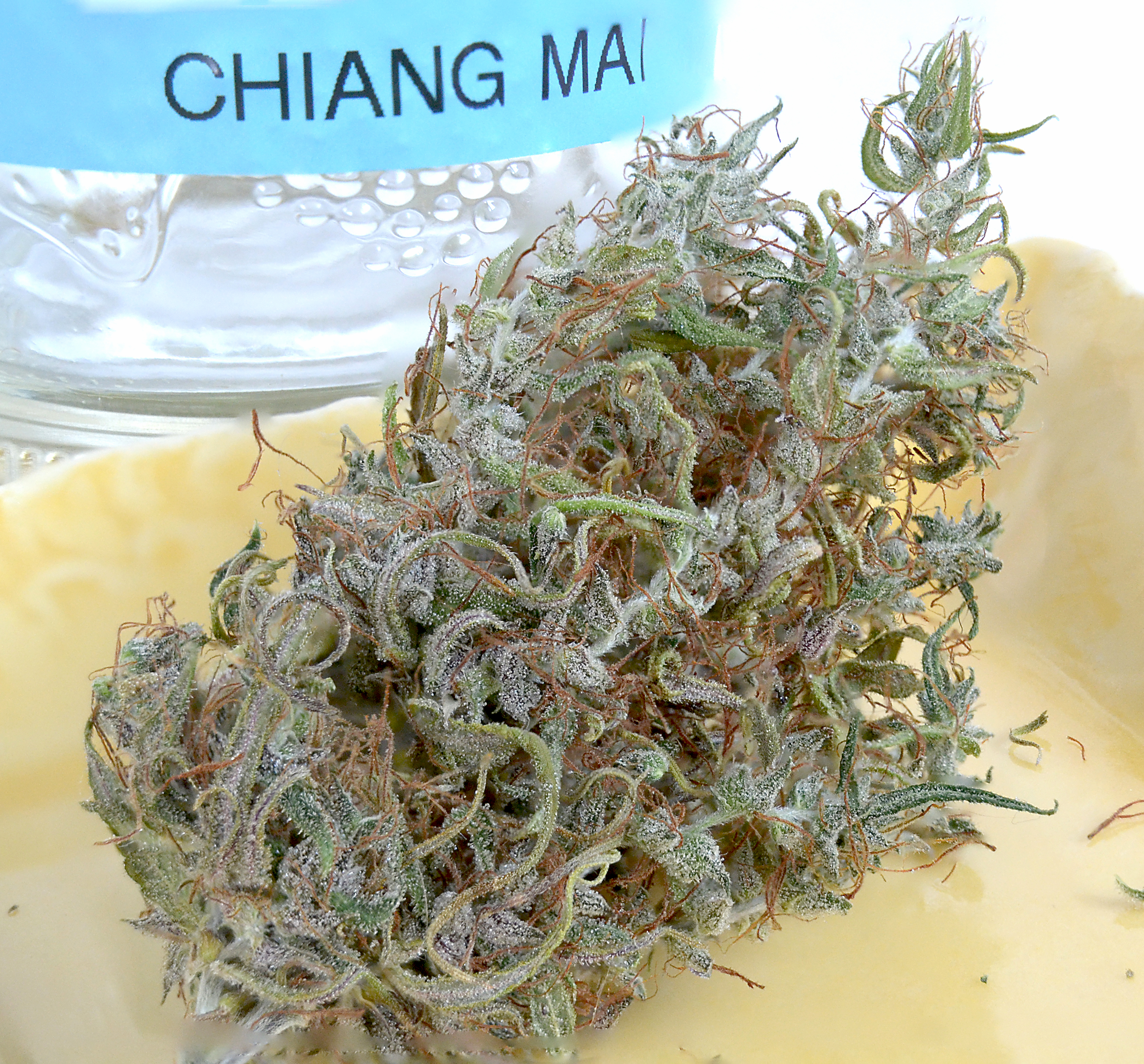 Chiang Mai cannabis grown by Space Sherpa ACMPR Weed Grower and Thai Landrace Breeder 