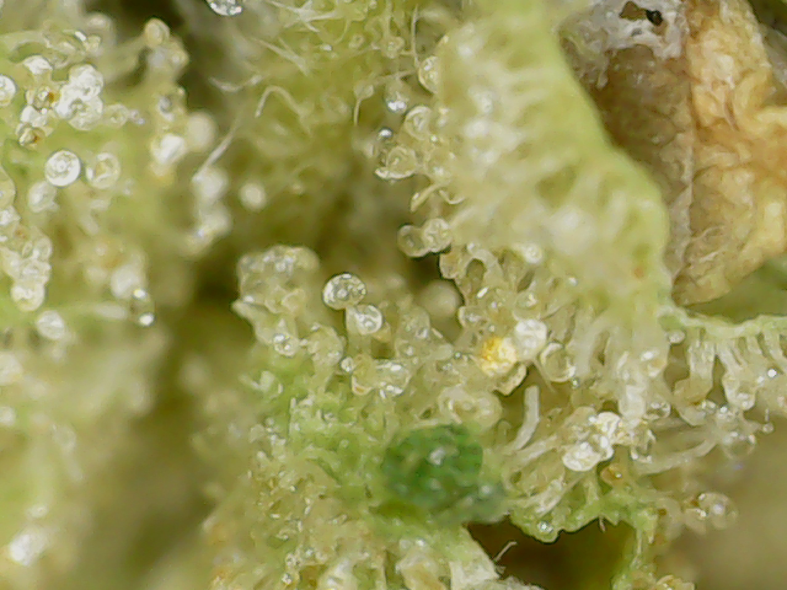 Canadian Cannabis Cultivar Photos Afghani Bullrider by Bllrdr Indica Weed Strain Review - Stashmagazine.ca