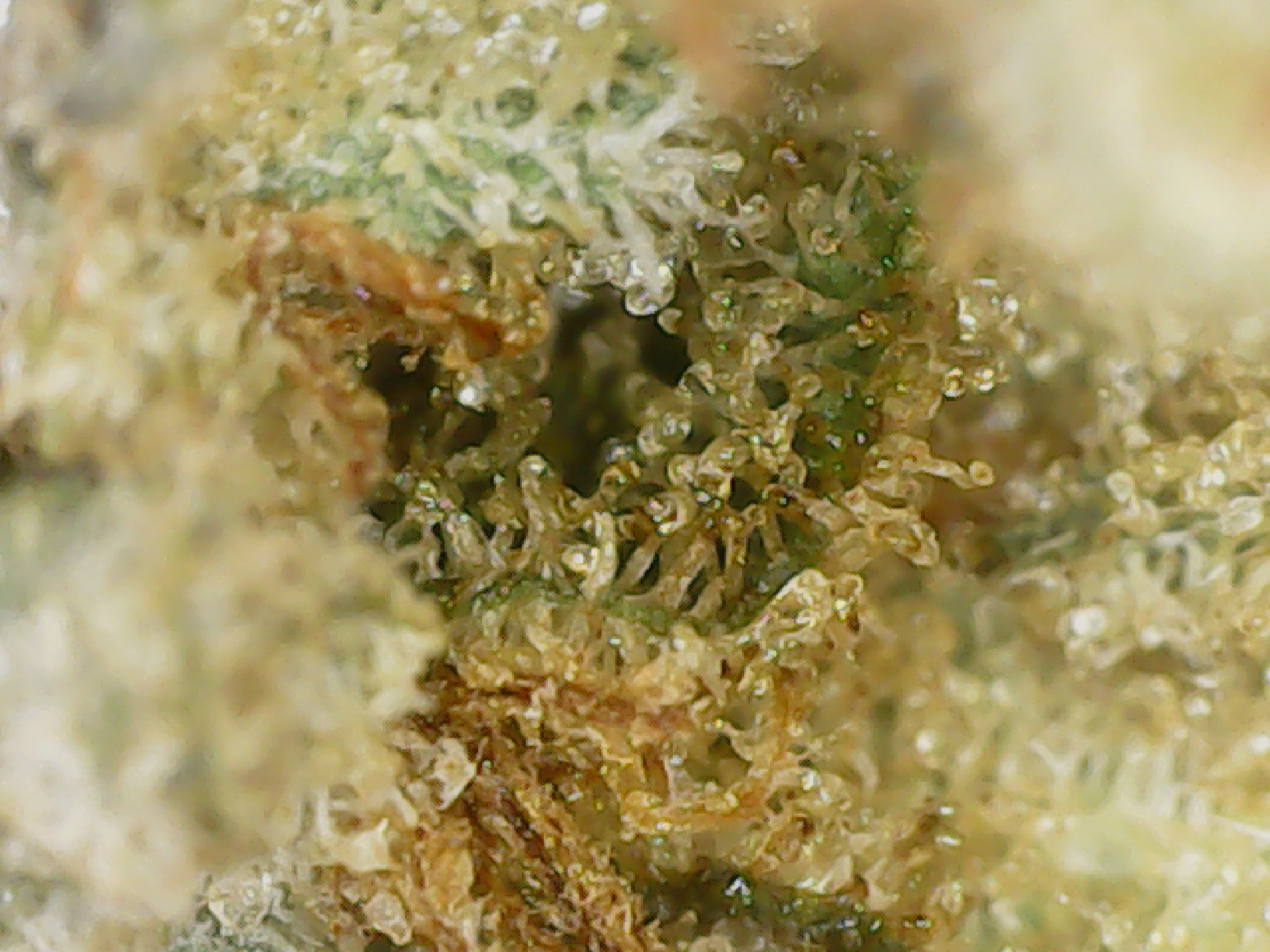 Atlantic Glue GG4 by Reef Organic Cannabis Indica Cultivar Photos Weed Strain Review by Stash Magazine Canada's Cannabis Lookbook Volume 3 - stashmagazine.ca