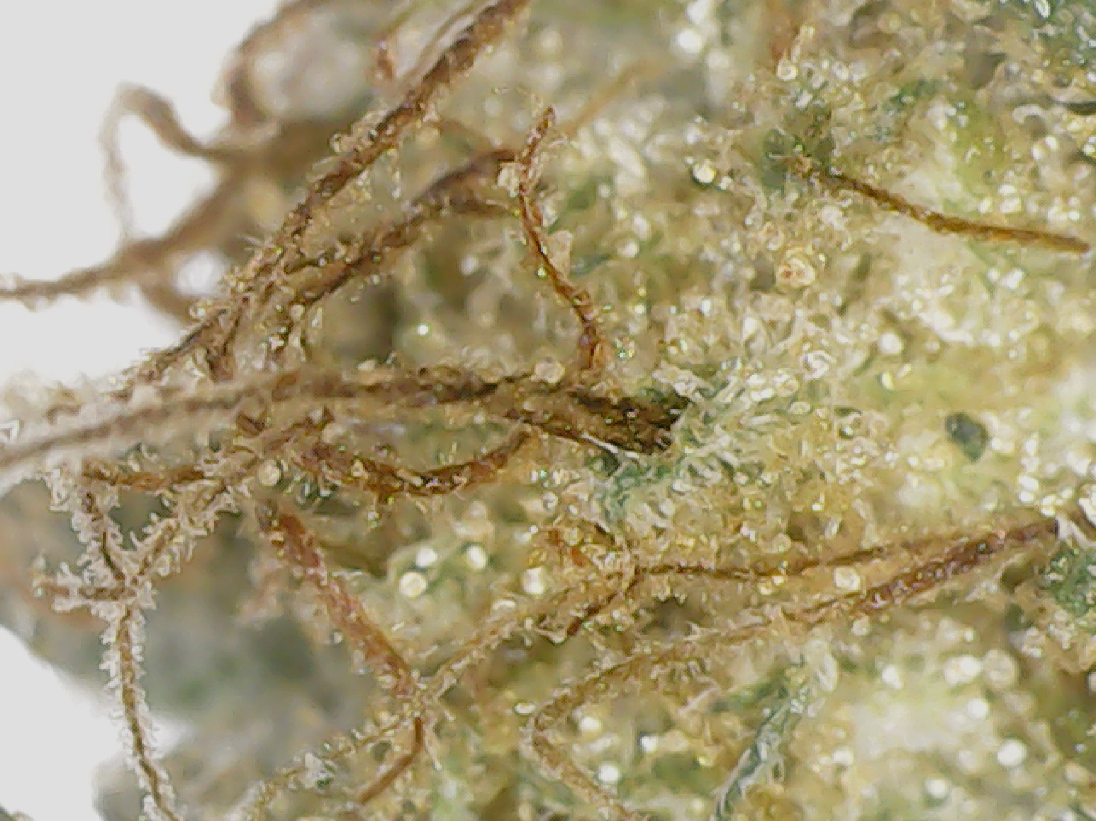 Atlantic Glue GG4 by Reef Organic Cannabis Indica Cultivar Photos Weed Strain Review by Stash Magazine Canada's Cannabis Lookbook Volume 3 - stashmagazine.ca