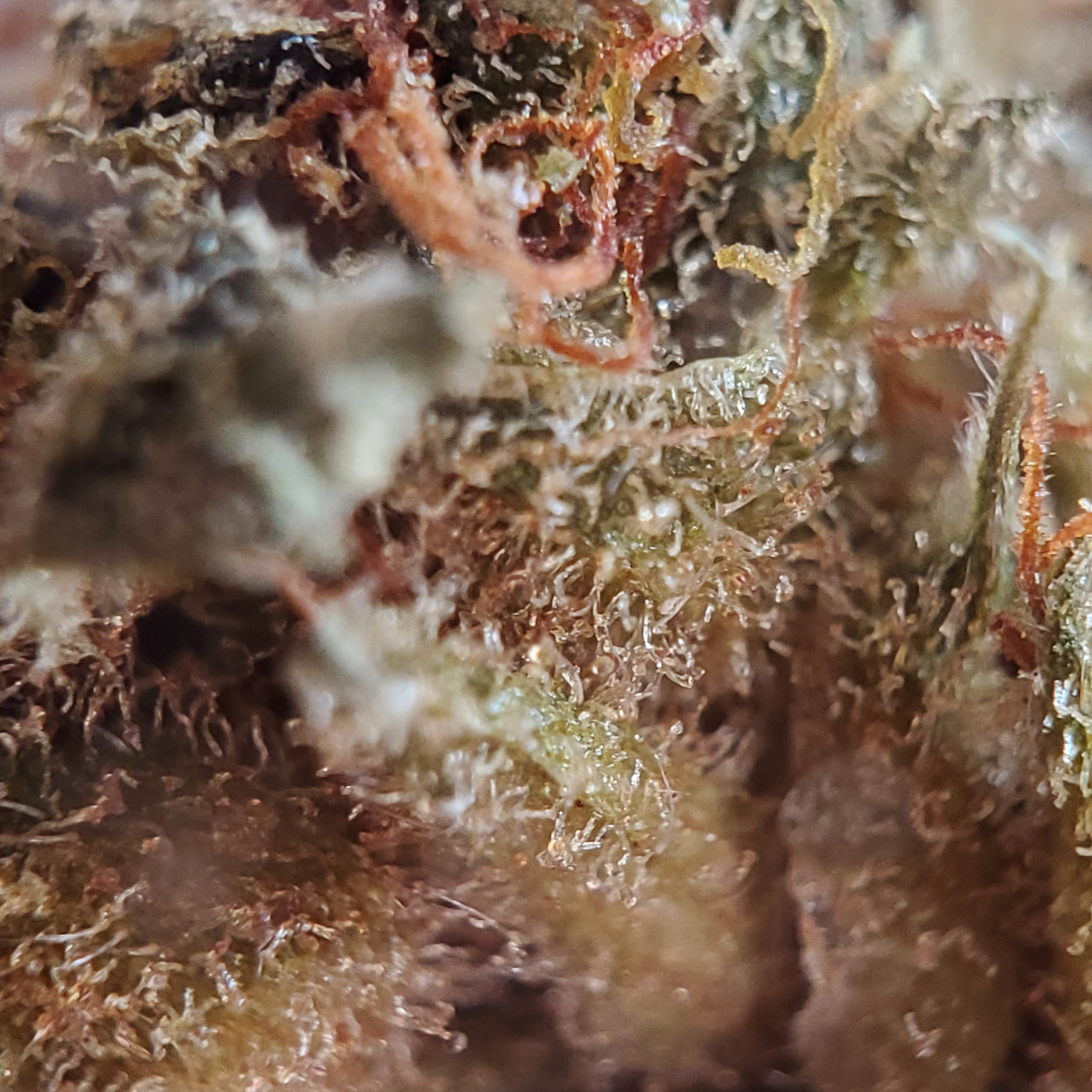 The Green Organic Dutchman Canadian Cannabis Discover Chocolope Haze Weed Stashmagazine - Volume 1