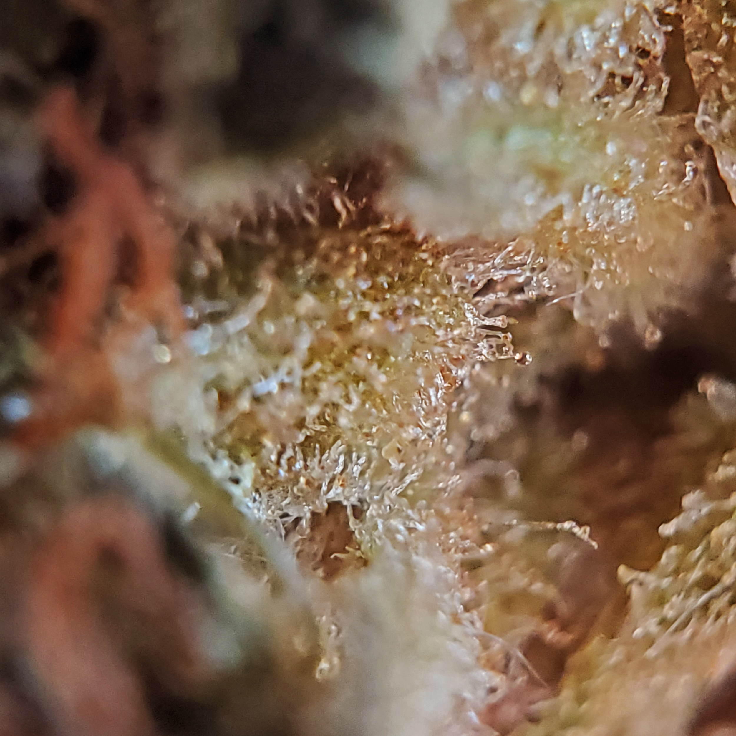 The Green Organic Dutchman Canadian Cannabis Discover Chocolope Haze Weed Stashmagazine - Volume 1