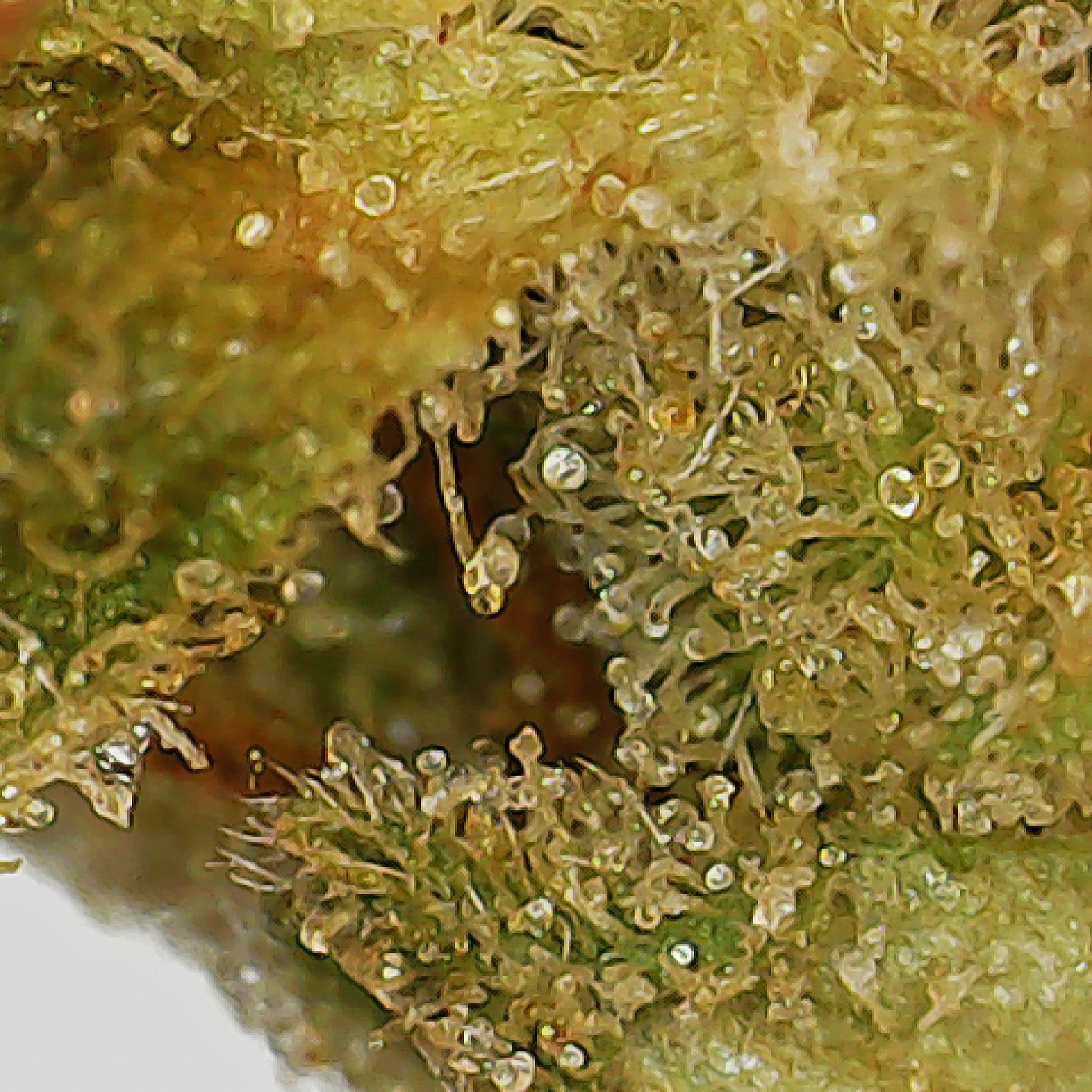Canadian Cannabis Cultivar Photos - Garlic Breath by Carmel Cannabis Oro Medonte Indica Weed Strain - Stashmagazine.ca - Volume 2