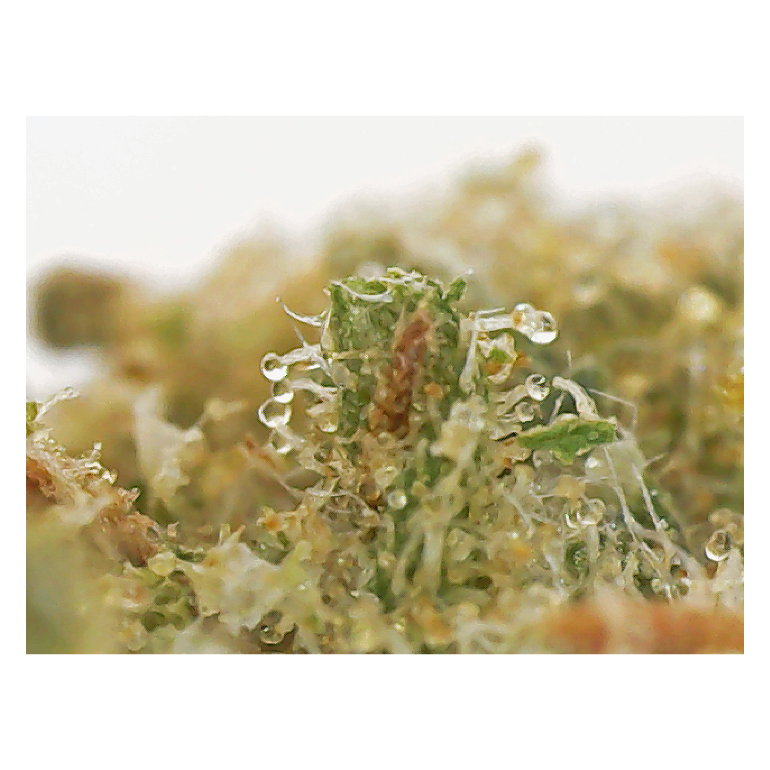 Cannafarms Canadian Cannabis Girl Scout Cookies Weed Strain Hybrid StashMagazine.ca - Volume 1