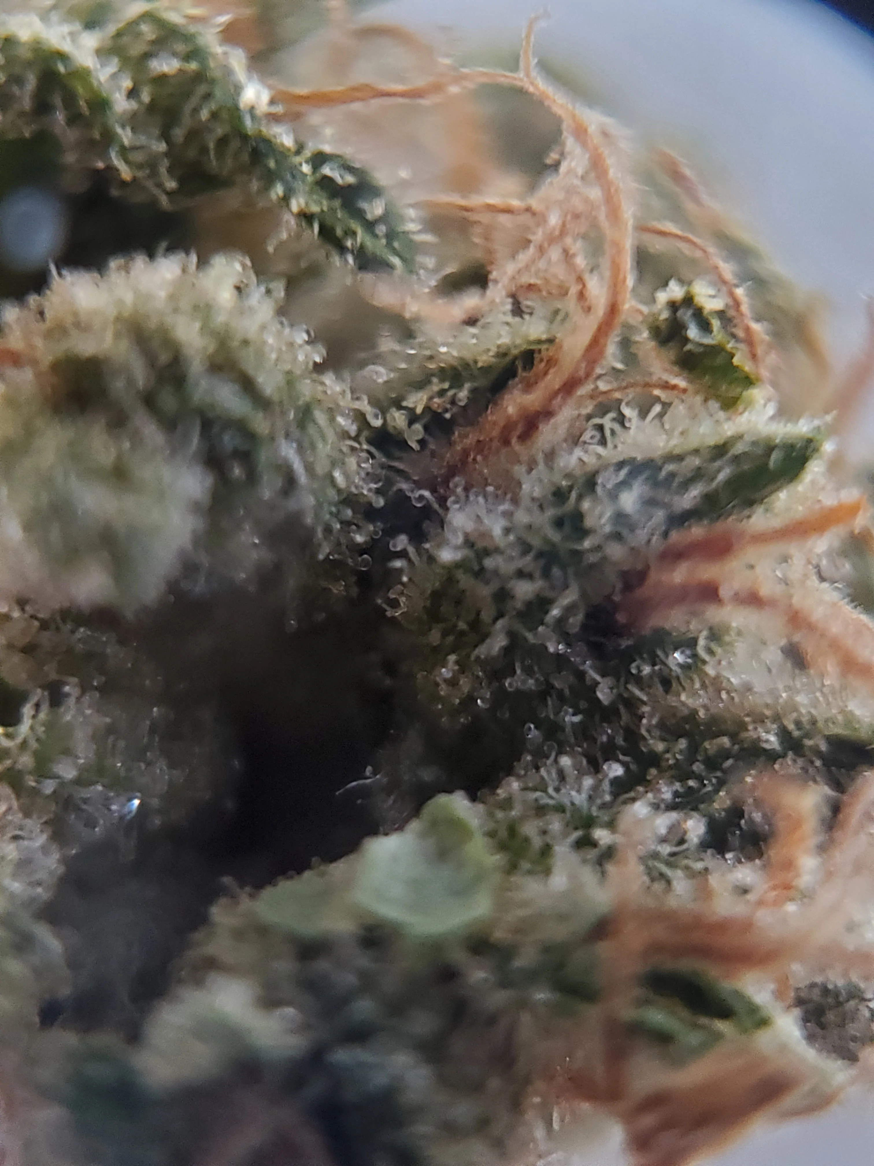 Canadian Cannabis Cultivar Photos - Godbud by Redecan Cannabis Indica Weed Review - Stashmagazine.ca