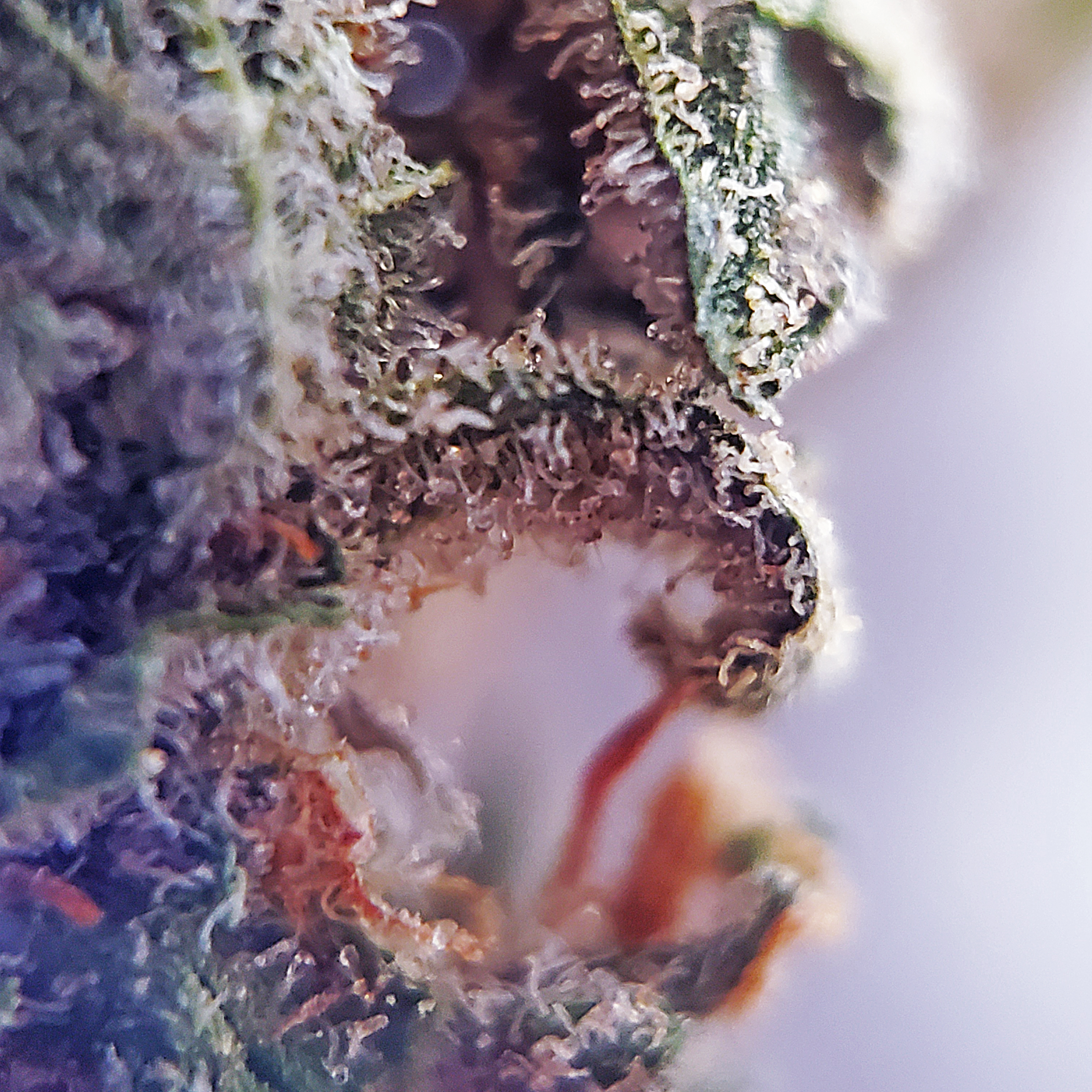 48North Canadian Cannabis Granddaddy Purple Weed Strain Indica StashMagazine.ca - Volume 1