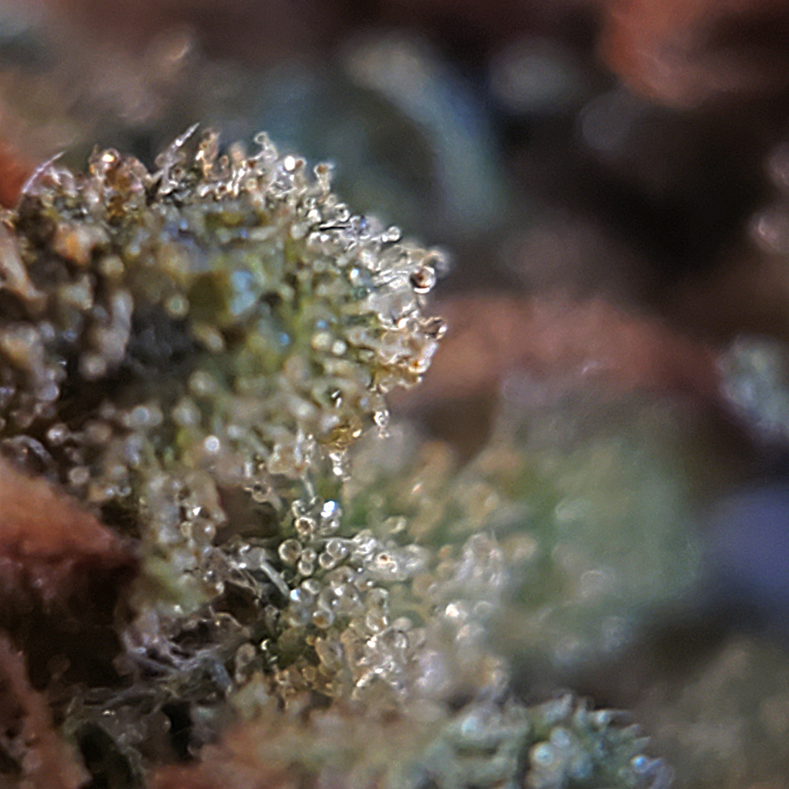 Reef Organic Canadian Cannabis Nova Scotia High Seas Ghost Train Haze Sativa Weed Strain - Stashmagazine.ca - Volume 1