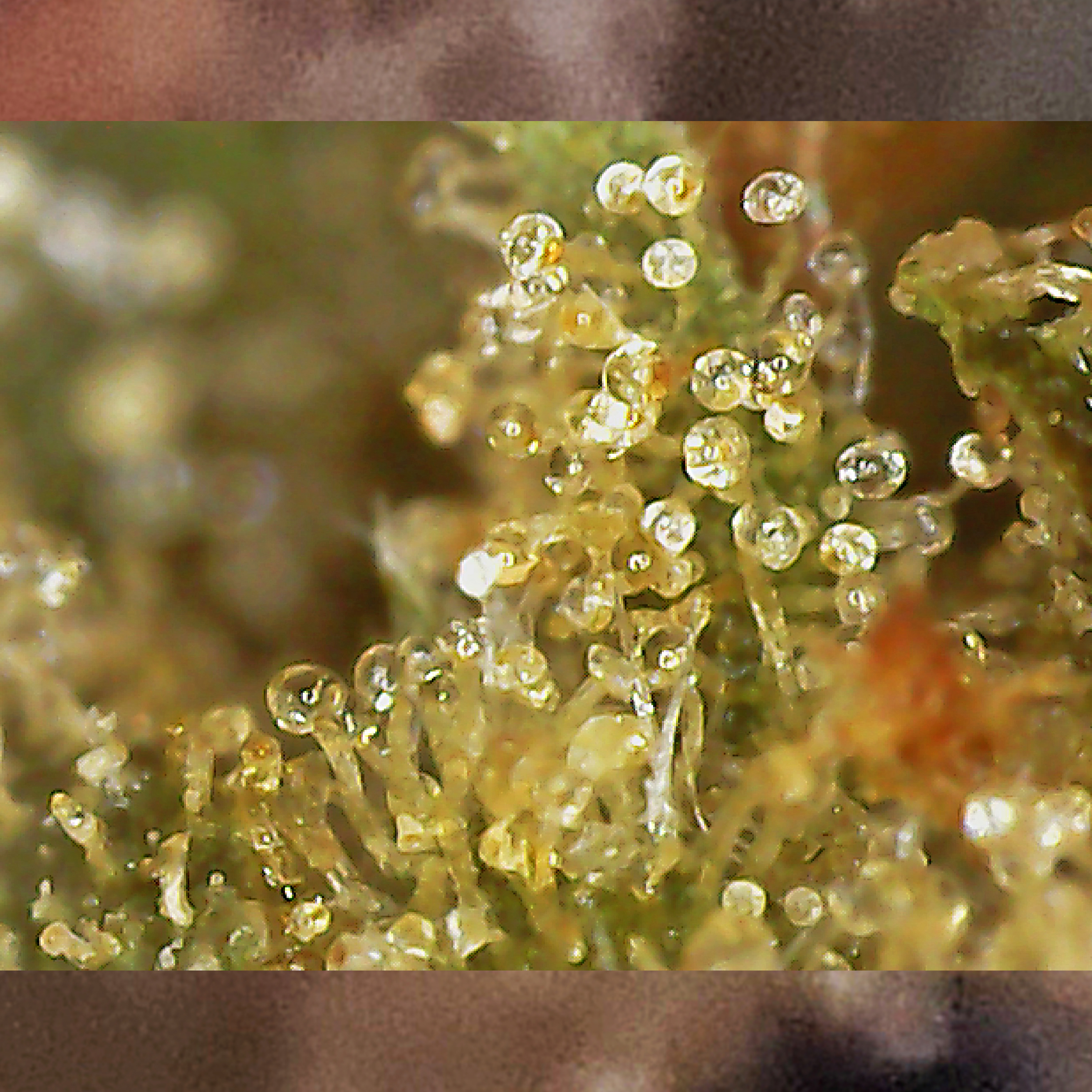 Reef Organic Canadian Cannabis Nova Scotia High Seas Ghost Train Haze Sativa Weed Strain - Stashmagazine.ca - Volume 1