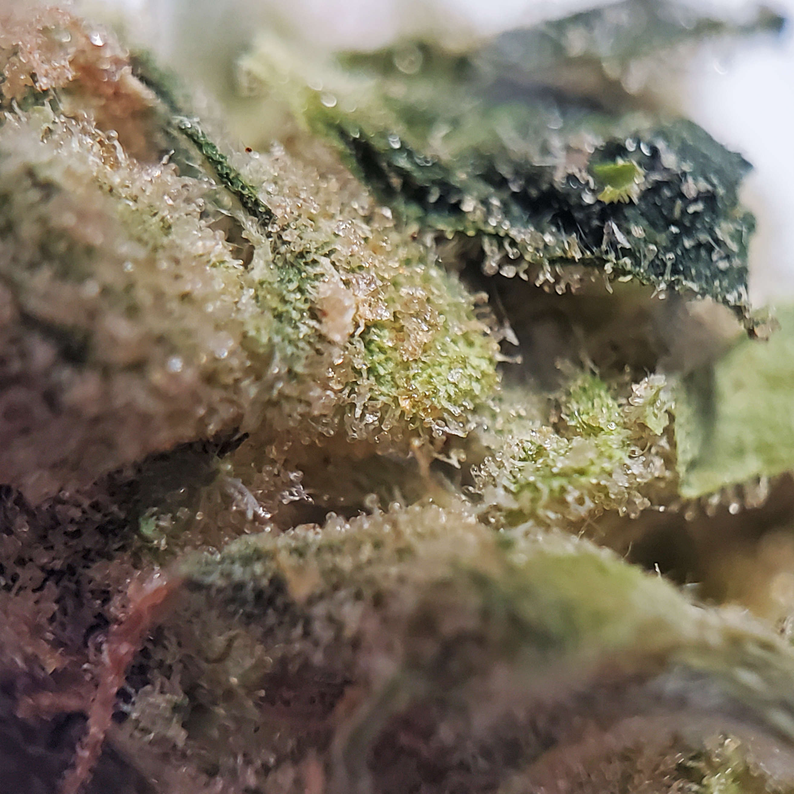 The Green Organic Dutchman Canadian Cannabis Licensed Producer Unite LA Confidential Indica Weed Strain Review - Stashmagazine.ca - Volume 1
