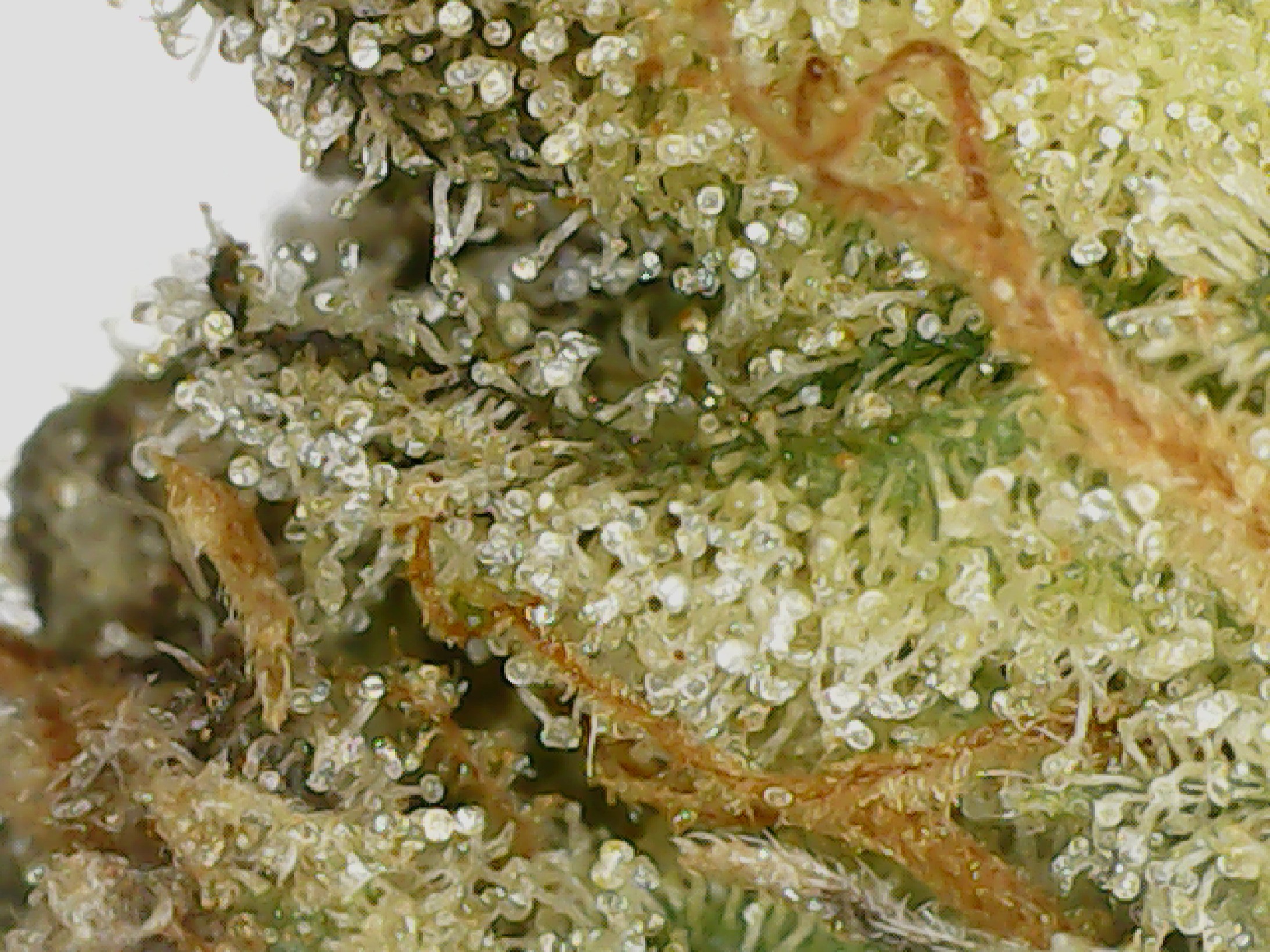 MAC 1 by Carmel Cannabis Canadian Licensed Weed Producer Indica Hybrid Cultivar Strain Review by Stash Magazine Canada's Cannabis Lookbook - Volume 3 - stashmagazine.ca