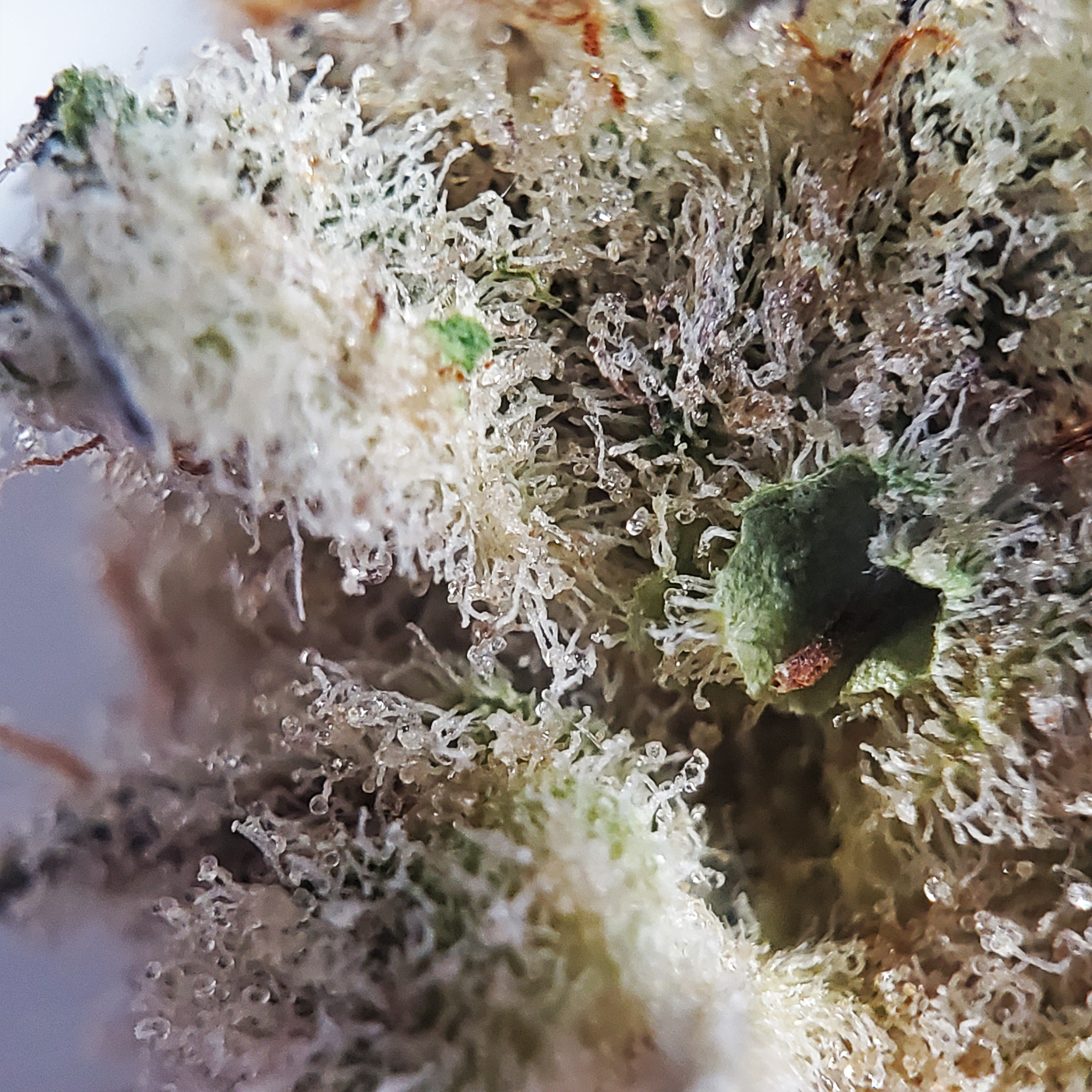 QWEST Reserve Canadian Cannabis MAC 1 Weed Strain Hybrid - Stashmagazine.ca - Volume 1