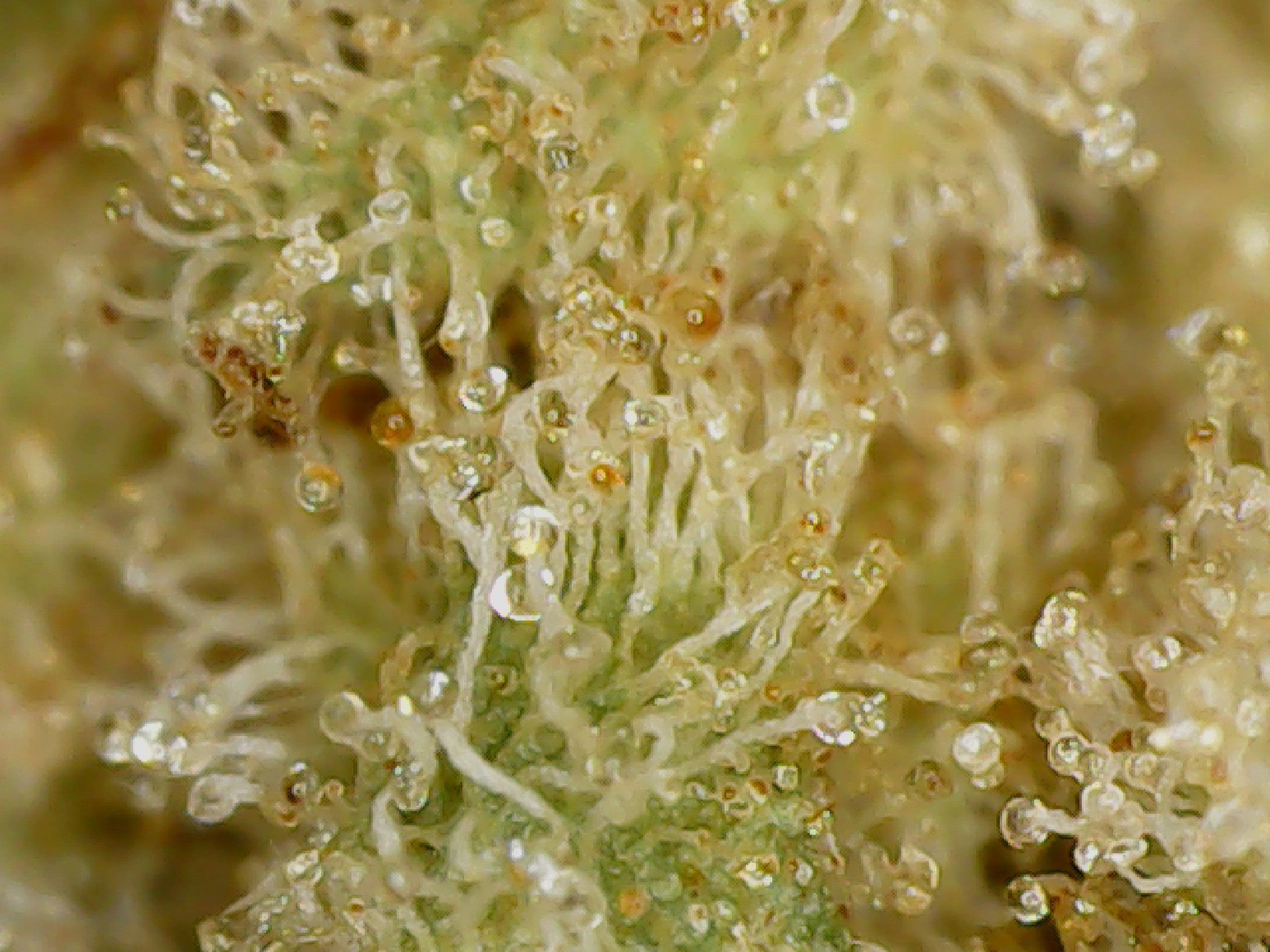 Macflurry by Blkmkt Cannabis Canadian Cultivar Review and Photos by Sean Stevenson for Stash Magazine Canada's Cannabis Lookbook - Volume 3 - stashmagazine.ca
