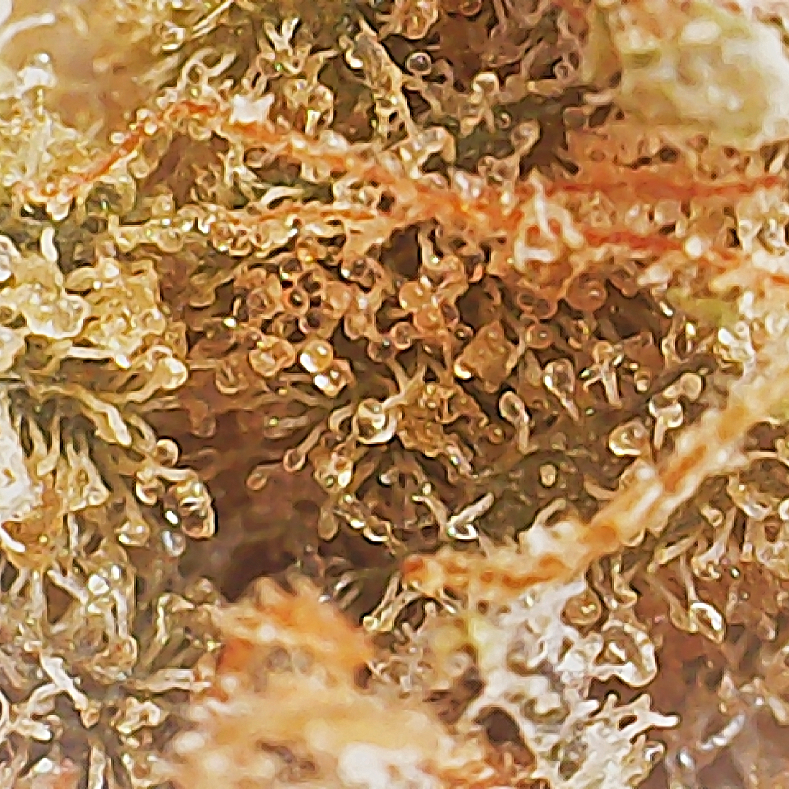 Canadian Cannabis Cultivar Review: Nova Glue Weed Strain by Msiku Canadian Cannabis Licensed Producer Nova Scotia - Indica - Stashmagazine.ca - Volume 2