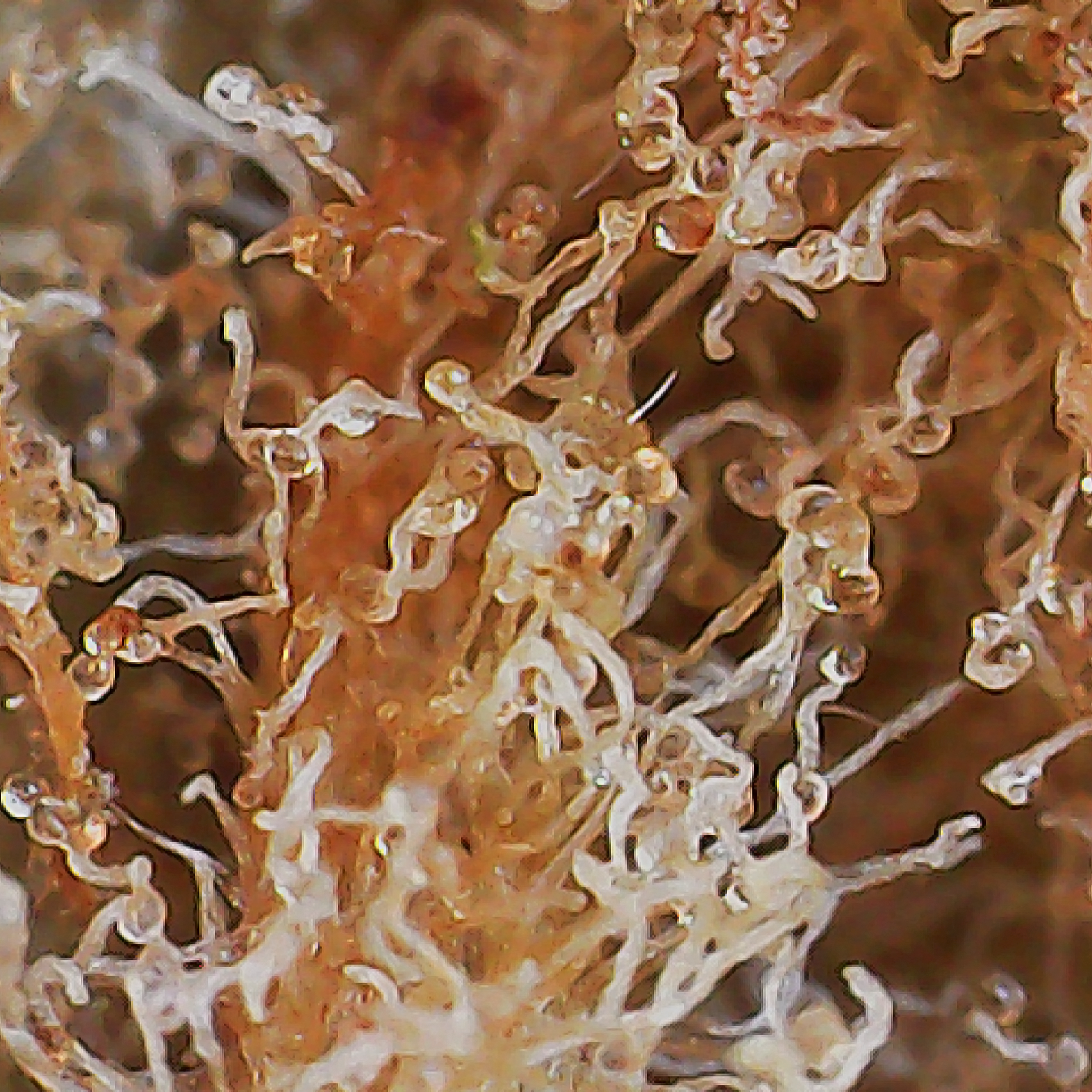 Royal City Cannabis - Orange Hill Special Trichome Image Photo