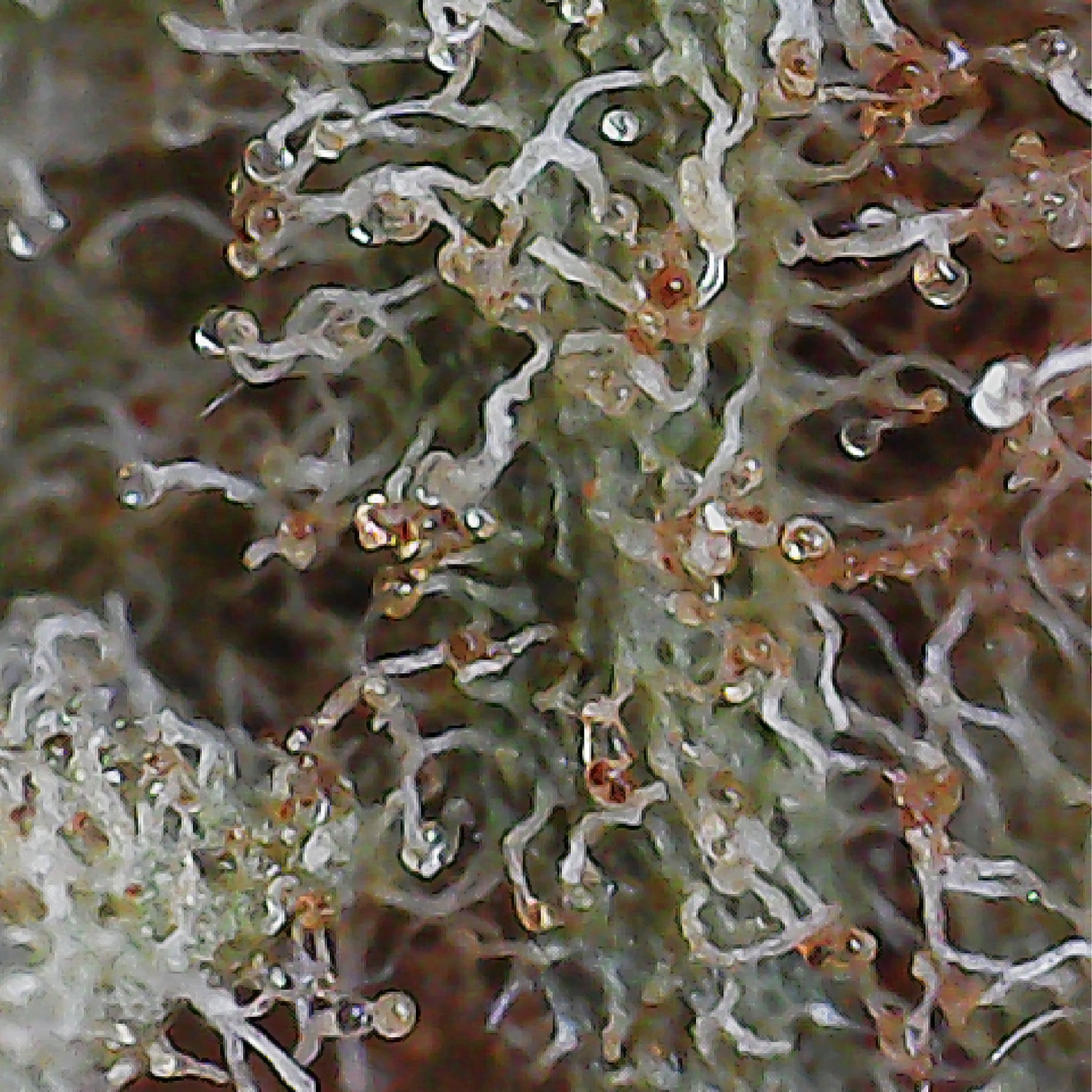 Royal City Cannabis - Orange Hill Special - Up Close Photo