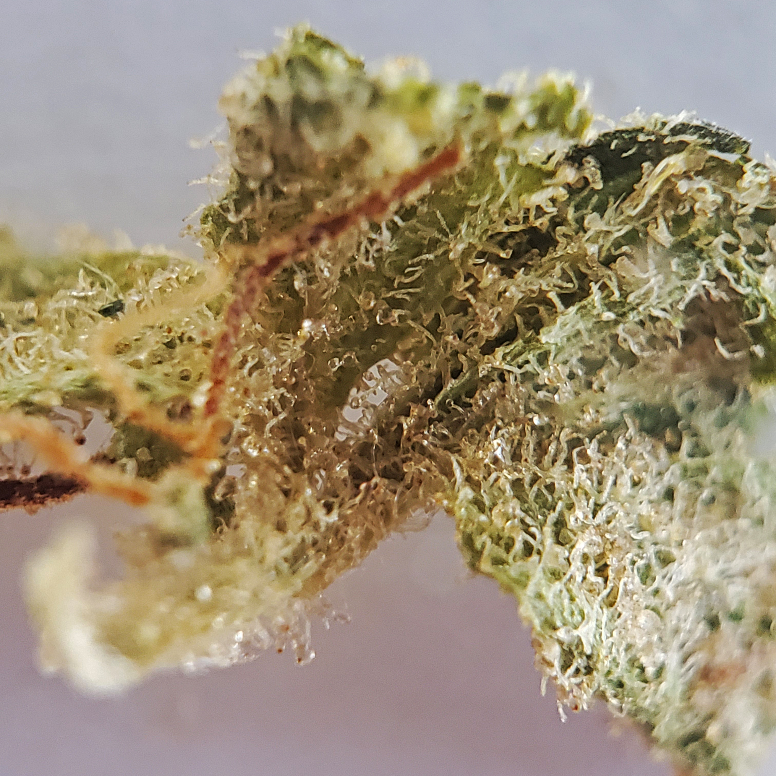 Topleaf Canadian Cannabis Oregon Golden Goat Sativa Weed Strain Review - Stashmagazine.ca - Volume 1