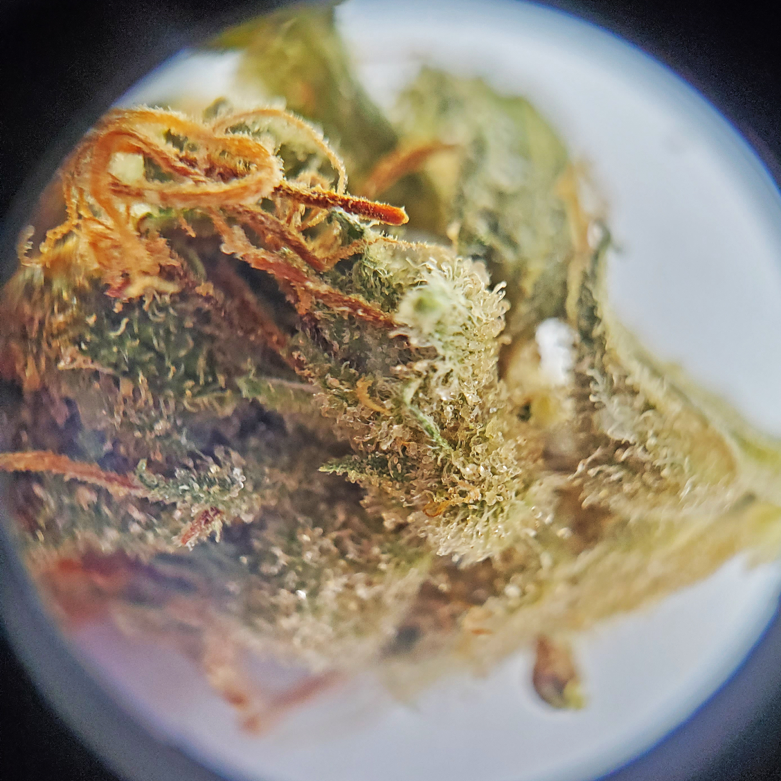 Topleaf Canadian Cannabis Oregon Golden Goat Sativa Weed Strain Review - Stashmagazine.ca - Volume 1