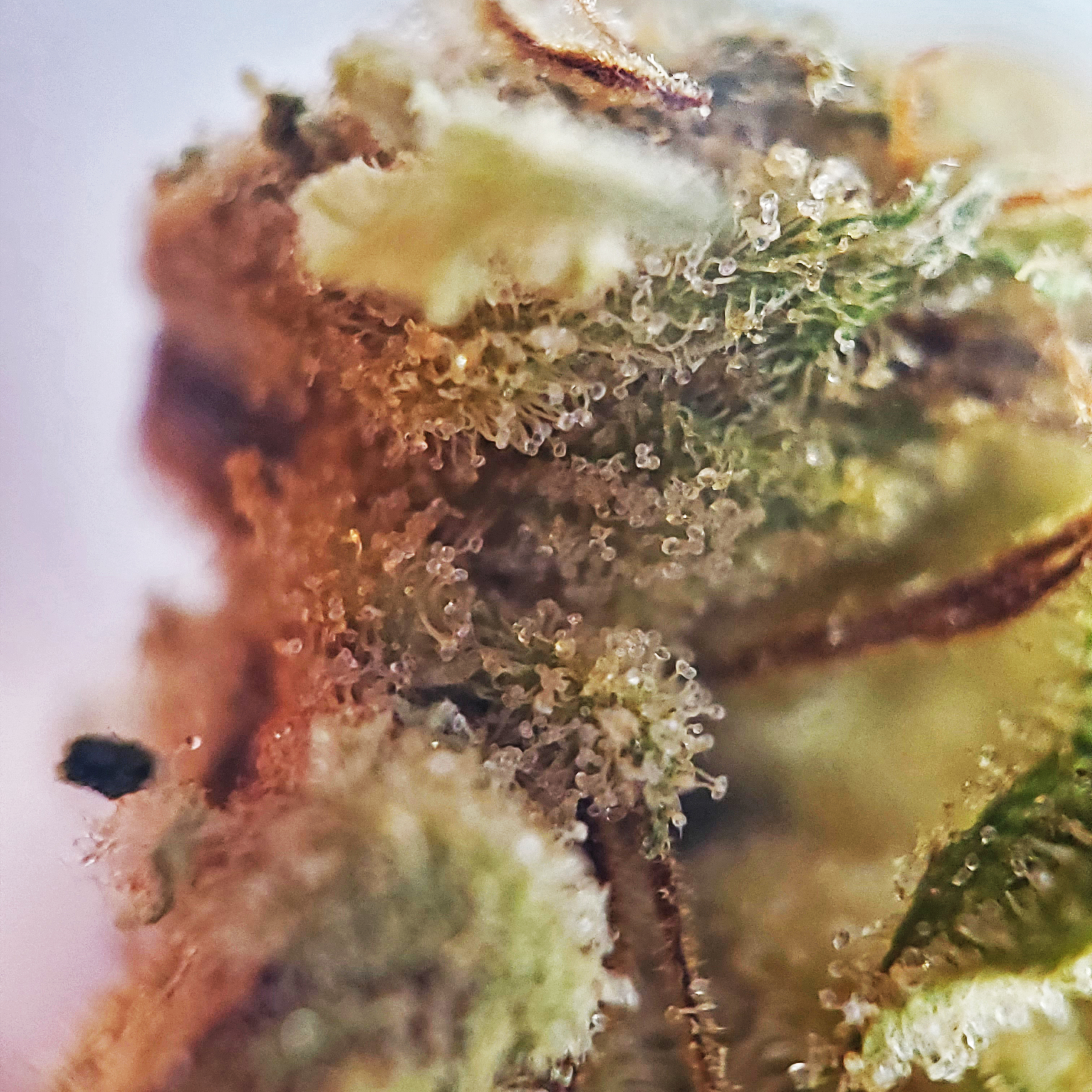 Color Cannabis Pedro's Sweet Sativa Weed Strain Review - Stashmagazine.ca - Volume 1