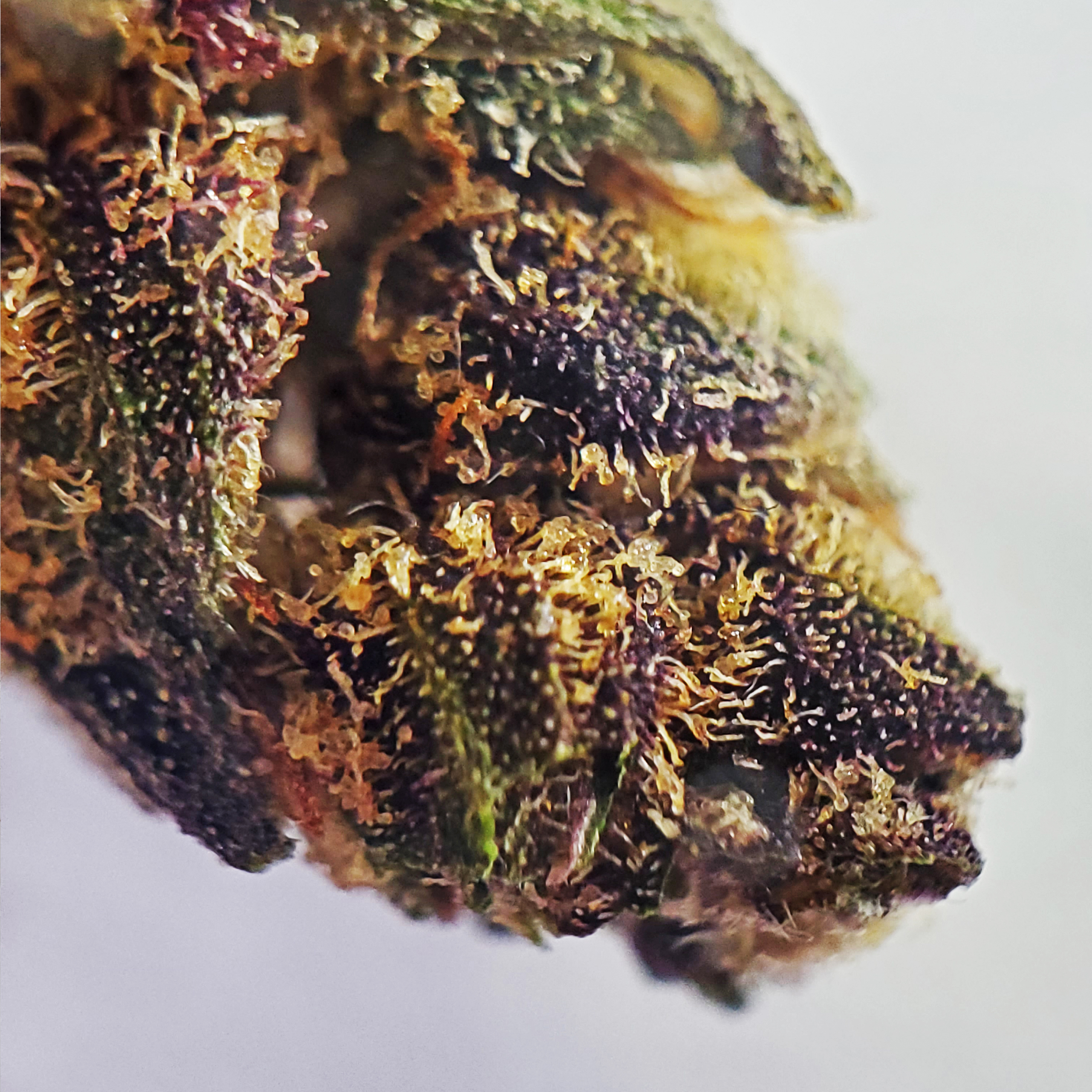 Woodstock Canadian Cannabis Licensed Producer Purple Chitral Indica Weed Strain Review - Stashmagazine.ca - Volume 1