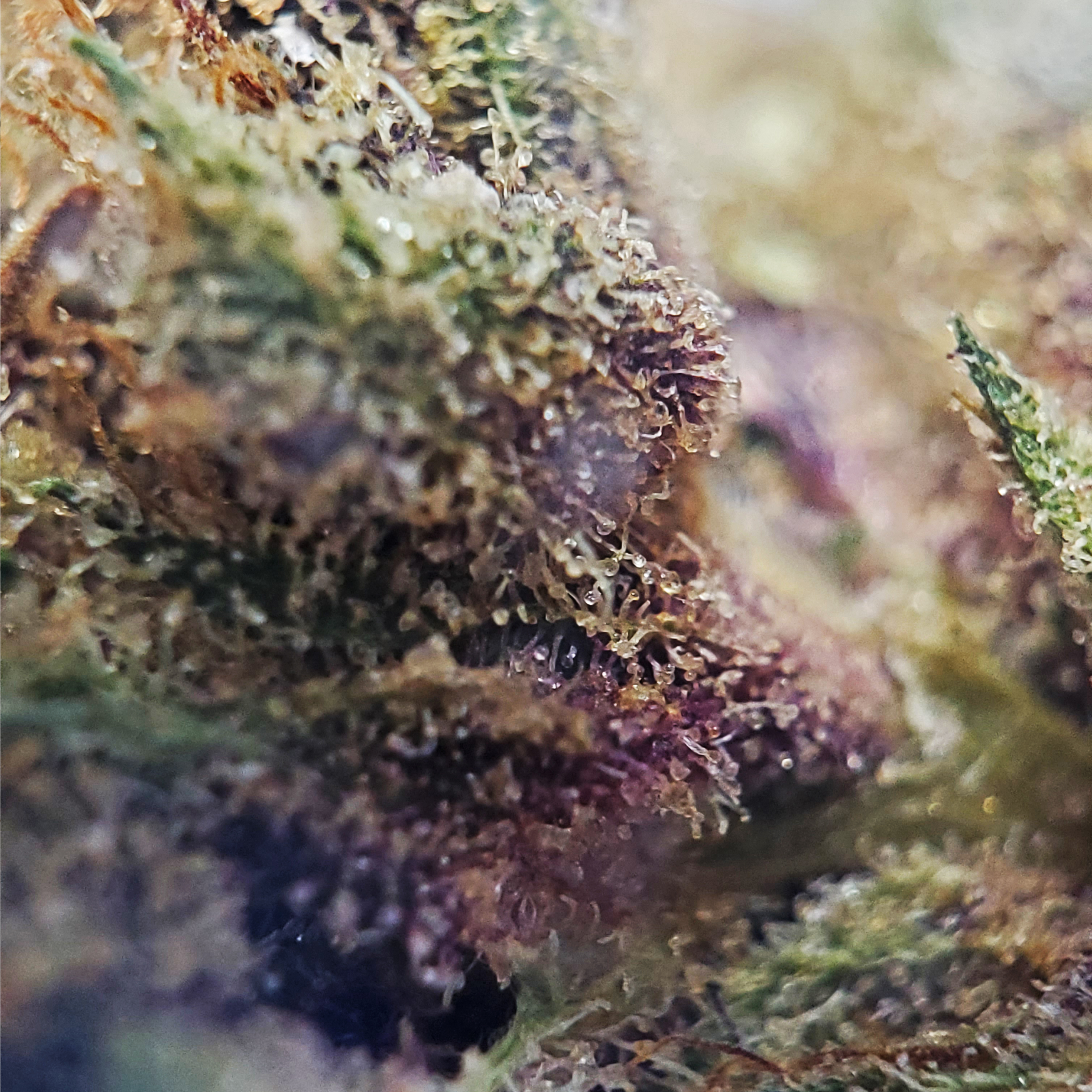 Woodstock Canadian Cannabis Licensed Producer Purple Chitral Indica Weed Strain Review - Stashmagazine.ca - Volume 1