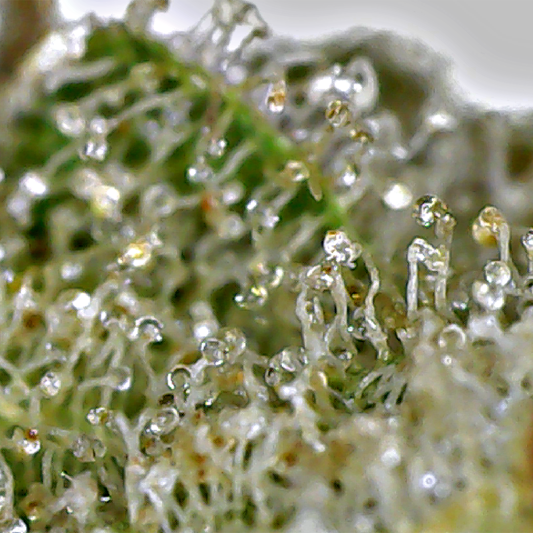 Cannabis Strain Review: Romulan by 1964 Supply Company Canadian Indica - Stashmagazine.ca