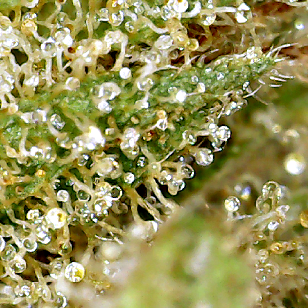 Cannabis Strain Review: Romulan by 1964 Supply Company Canadian Indica - Stashmagazine.ca