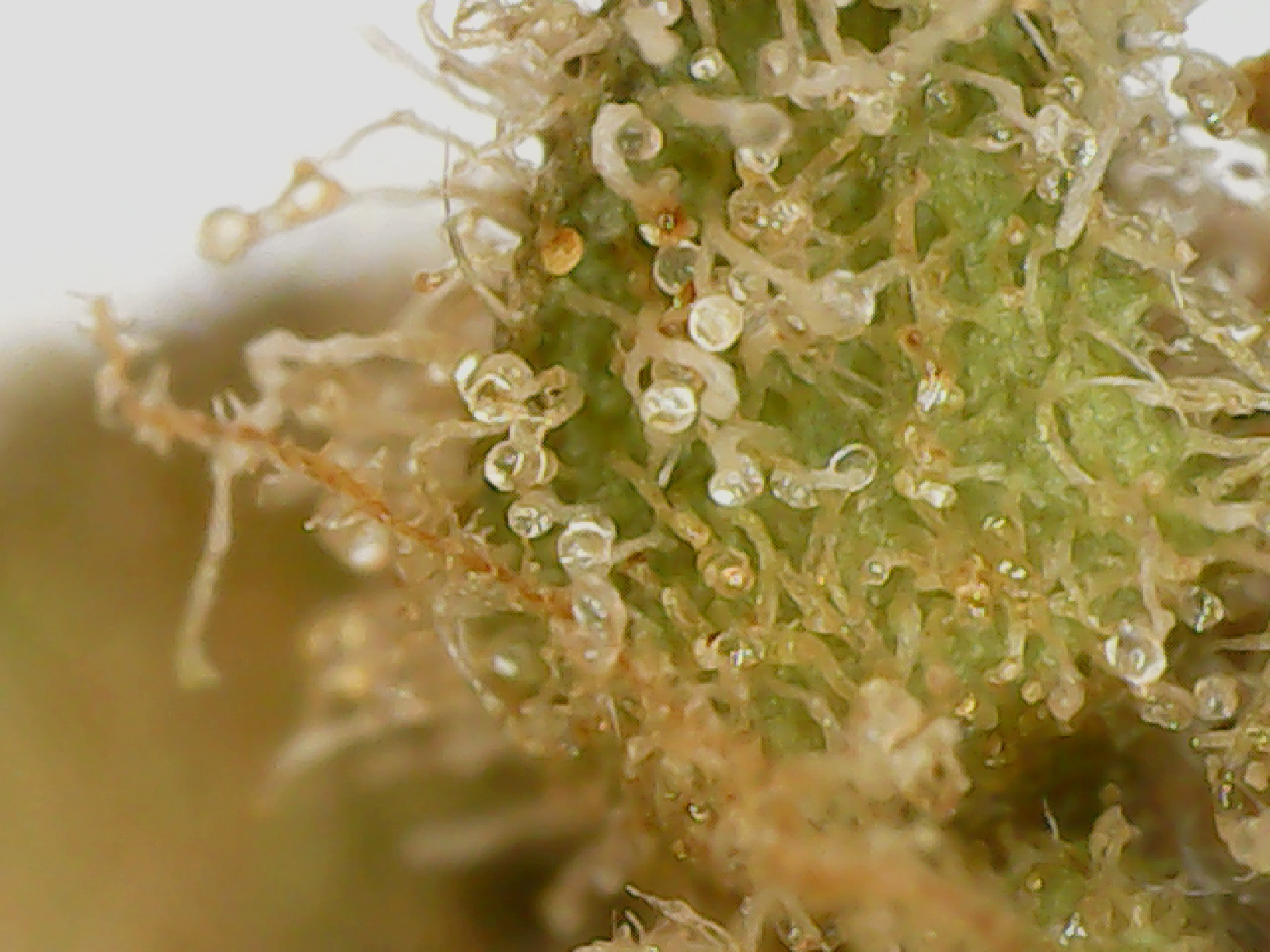 Canadian Cannabis Cultivar Photos - Royal Goddess by Royal City Cannabis Licensed Producer Hybrid Weed Strain Review - Stashmagazine.ca - Volume 3