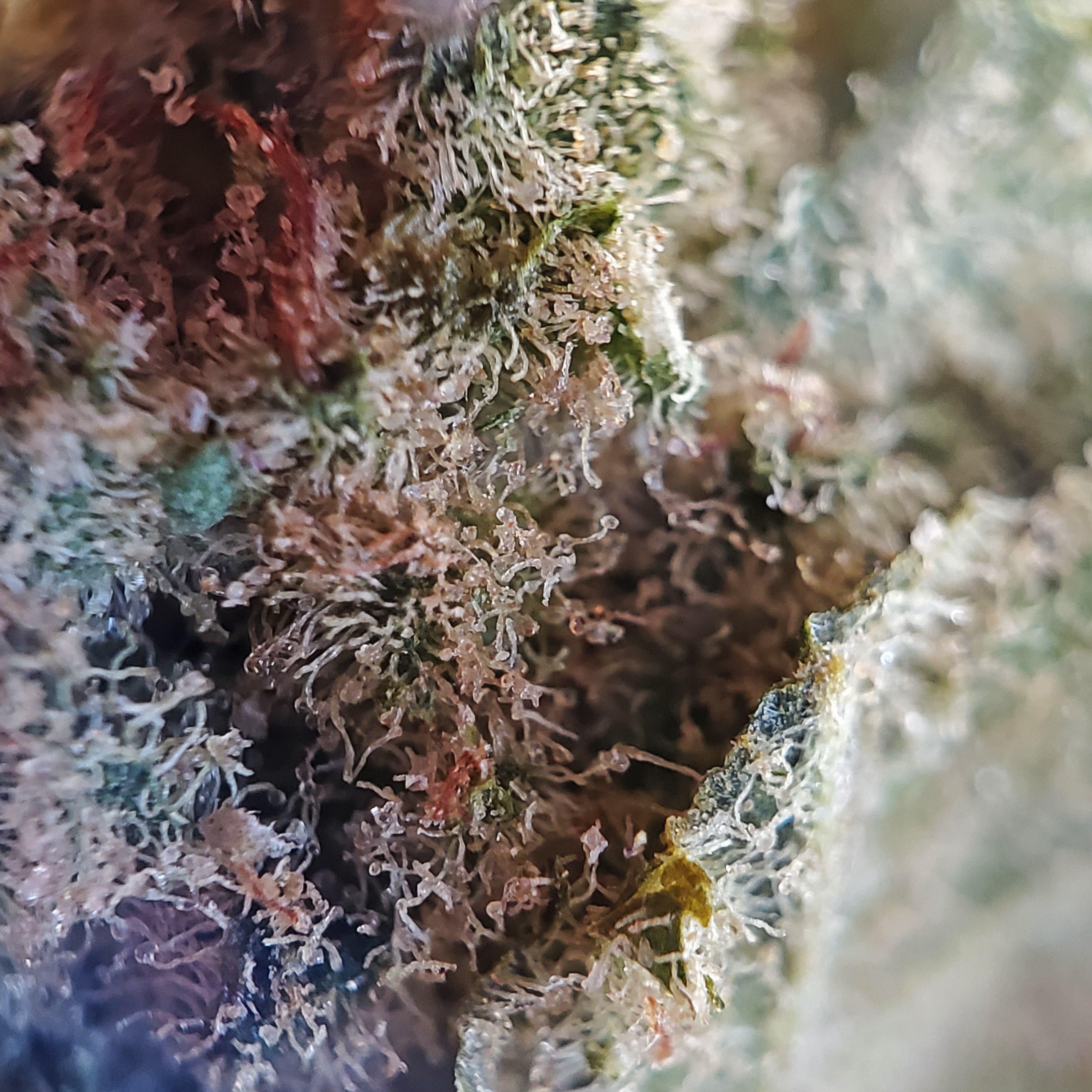 Sky Pilot Canadian Cannabis Licensed Producer Hybrid Weed Strain Review Sky Pilot - Stashmagazine.ca - Volume 1