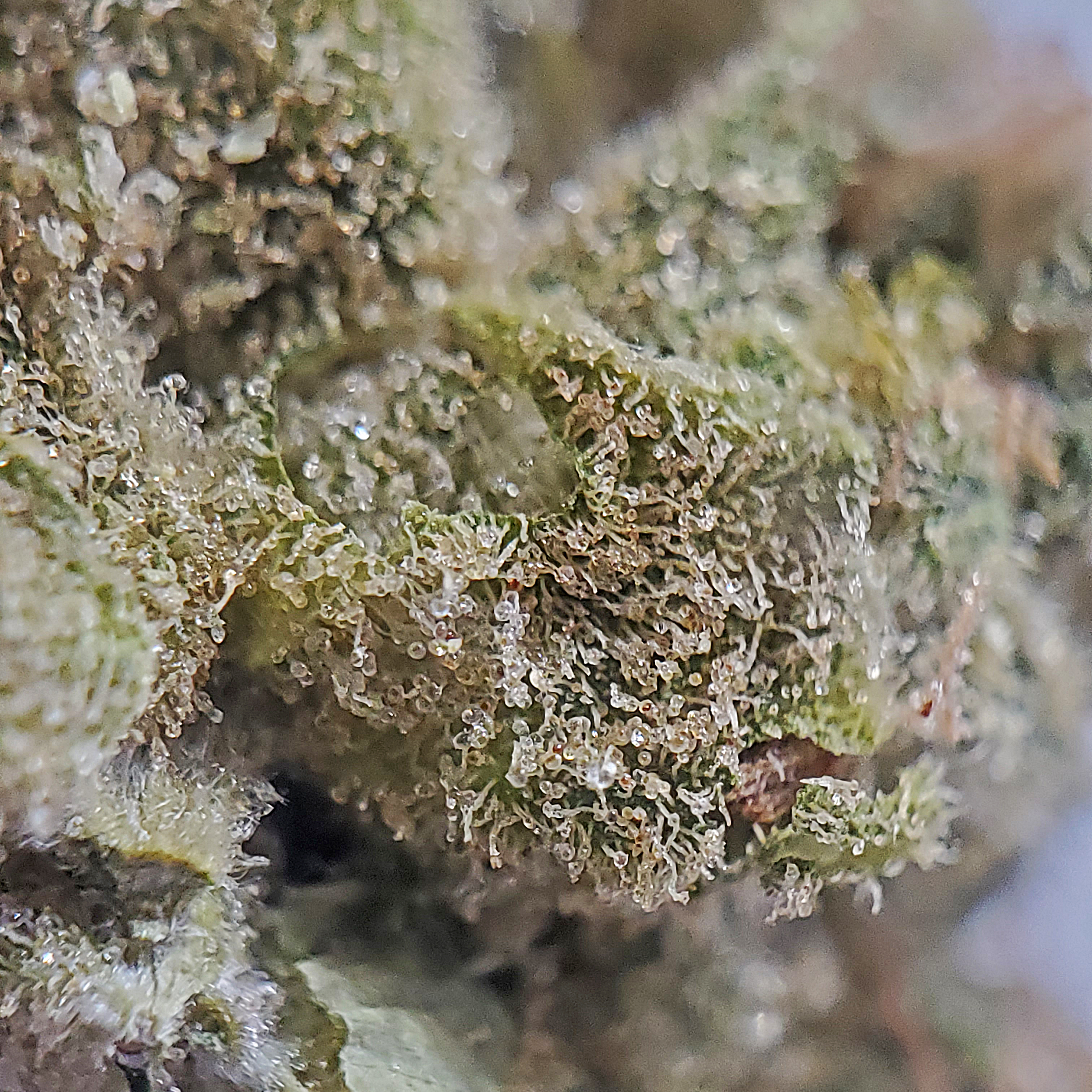 Namaste Canadian Cannabis Licensed Producer Ultra Sour Sativa Weed Strain Review - stashmagazine.ca - Volume 1