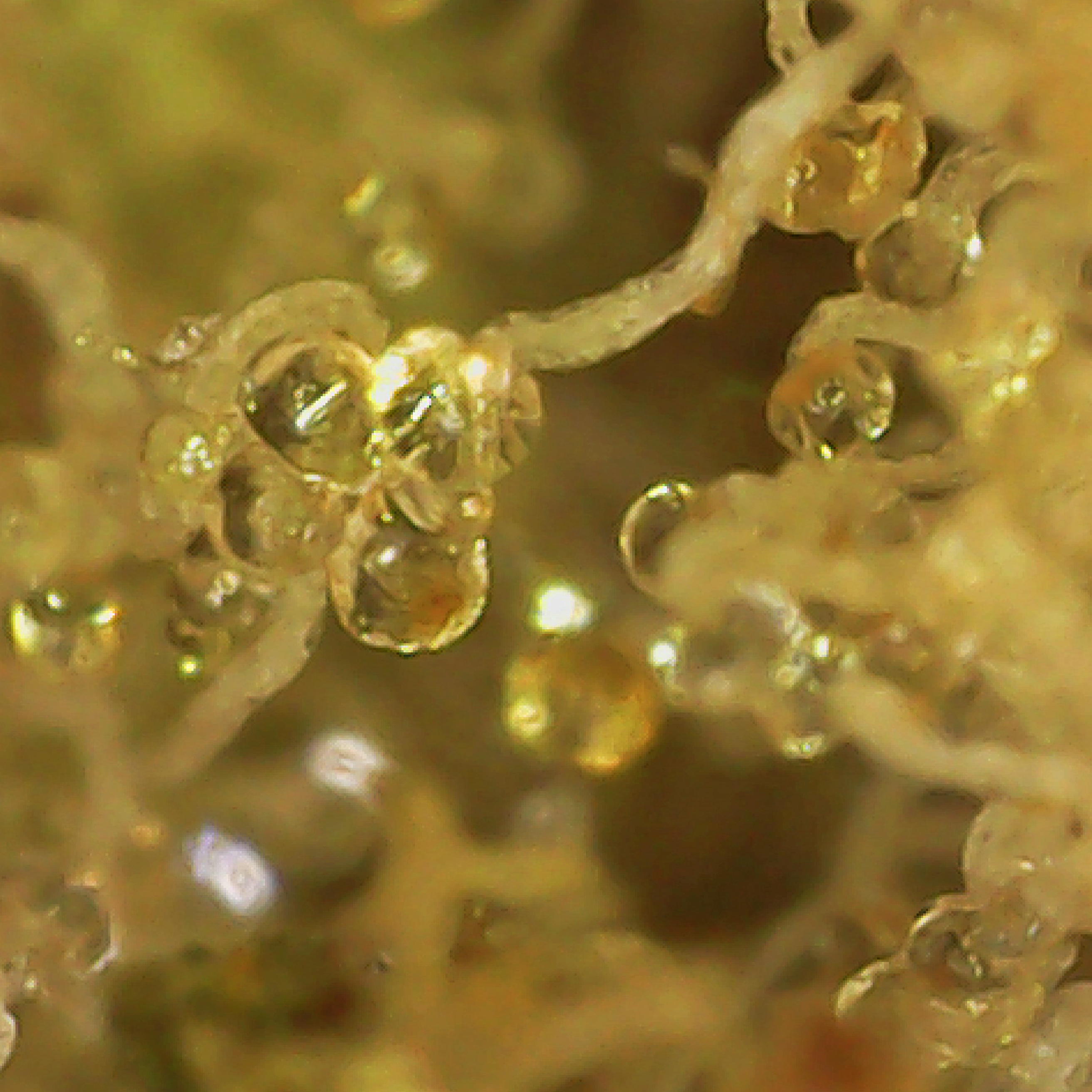 Tenzo Canadian Cannabis Licensed Producer Wedding Crasher Hybrid Weed Strain Review - stashmagazine.ca - Volume 1