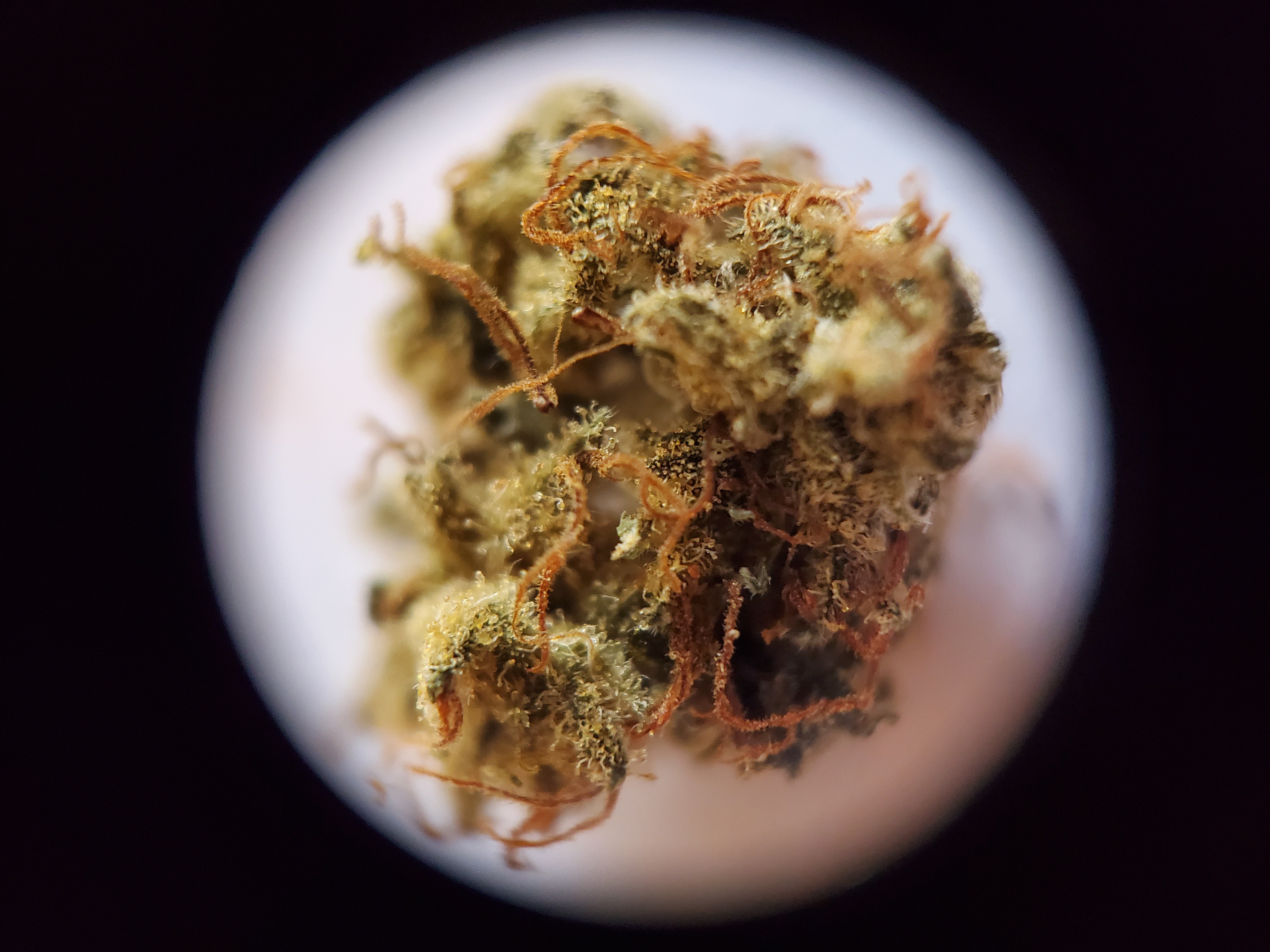Reef Cannabis Holdfast